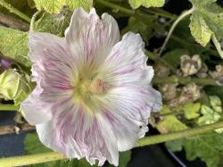 Stockrose Stockrose