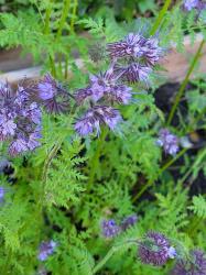 Phazelia - Bienenweide Phazelia - Bienenweide
