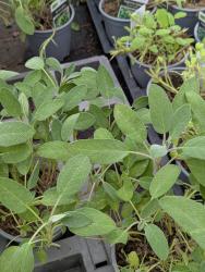 Garten Salbei Garten Salbei