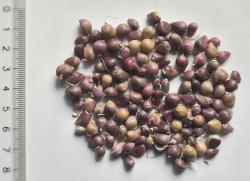 Knoblauch >120 Bubillen Knoblauch >120 Bubillen