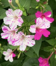 Wunderblume Wunderblume