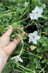 Wunderblume Wunderblume