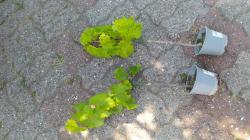 Sauvignac Reben Sauvignac Reben