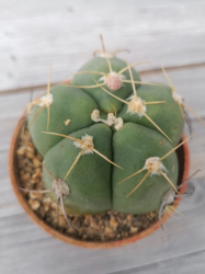 Kaktus, Gymnocalyium horstii var. buenekeri + Zugabe Kaktus, Gymnocalyium horstii var. buenekeri + Zugabe