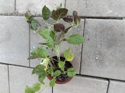 Käsekraut
