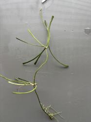 Hoya retusa Hoya retusa