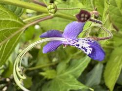 Staudenbartblume Staudenbartblume