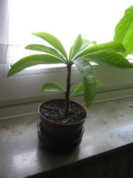 Laubkaktus Pereskia grandifolia