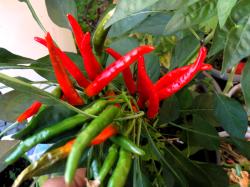 japanische Chili "Takanotsume" japanische Chili "Takanotsume"