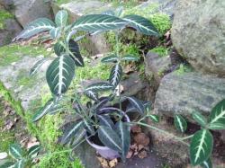 Ruellia makoyana Ruellia makoyana