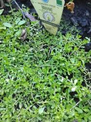 Gedächtniskraut, Brahmi