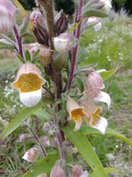 wolliger Fingerhut apricot creme digitalis