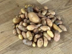 250 g Saatkartoffeln (vmtl. Bamberger Hörnchen) 250 g Saatkartoffeln (vmtl. Bamberger Hörnchen)