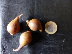 Balkan-Tulpe - 3 Zwiebeln