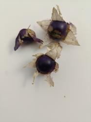 Tomatillo   Purple de Milpa