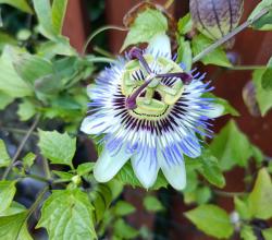 blaue Passionsblume blaue Passionsblume