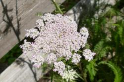 Wilde Möhre (rosa) Wilde Möhre (rosa)