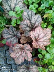 Heuchera "French Quarter" plus  Zugabe