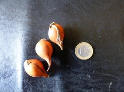 Weinberg - Tulpe 3 Zwiebeln