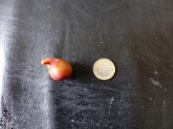 kretische Tulpe - 2 Zwiebeln