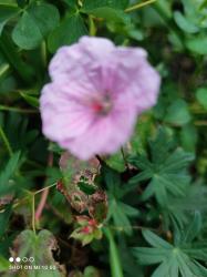 Blut-Storchschnabel 'Vision Light Pink plus Zugabe