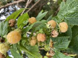 Gelbe Himbeeren. 