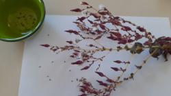 roter Pflücksalat roter Pflücksalat