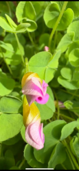 Oxalis Oxalis