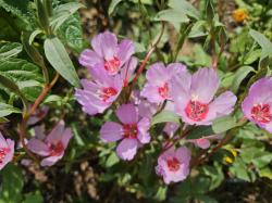 Atlasblume