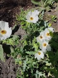 Mexikanischer Stachelmohn, weiß