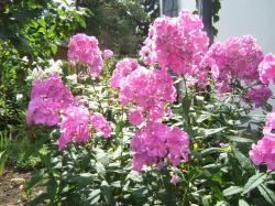 Phlox Phlox
