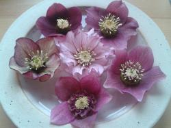 7 Samen der helleborus in der Mitte 7 Samen der helleborus in der Mitte