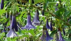 Acnistus australis blue Acnistus australis blue