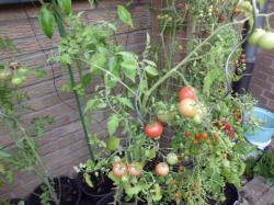 Johannisbeertomate rot/gelb Johannisbeertomate rot/gelb