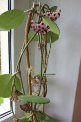Wachsblume Wachsblume