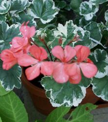 Buntblattpelargonien Frank Headley+rosenblütige Pelarg. Buntblattpelargonien Frank Headley+rosenblütige Pelarg.