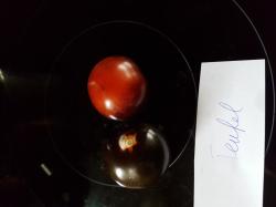 Teufel Tomate Teufel Tomate
