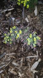 Zypressen Wolfsmilch Fens Ruby Zypressen Wolfsmilch Fens Ruby