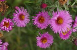 Aster, hohe Aster, Herbstaster Aster, hohe Aster, Herbstaster