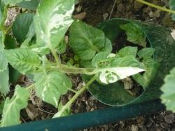 Tomate Potato Leaf variegated Tomate Potato Leaf variegated