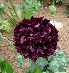 Mohn Papaver somniferum Double Black Mohn Papaver somniferum Double Black