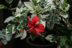 Hibiscus rosa sinensis Hibiscus rosa sinensis
