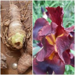 Iris Rhizome Iris Rhizome