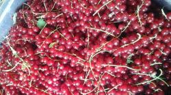 Rote Johannisbeeren Steckhölzer Rote Johannisbeeren Steckhölzer
