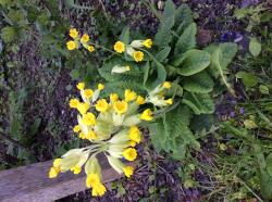 Echte Schlüsselblume - Primula varis - Samen Echte Schlüsselblume - Primula varis - Samen