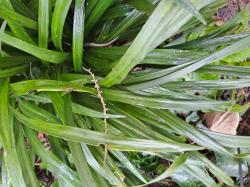 LIRIOPE LILIENTRAUBE blau LIRIOPE LILIENTRAUBE blau