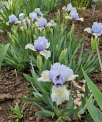 Iris Alsterquelle Iris Alsterquelle