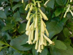 Phygelius Kapfuchsie "Yellow Trumpet" Phygelius Kapfuchsie "Yellow Trumpet"