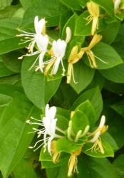 Geissblatt Geissblatt