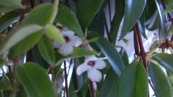 Codonanthe Crassifoloa Codonanthe Crassifoloa